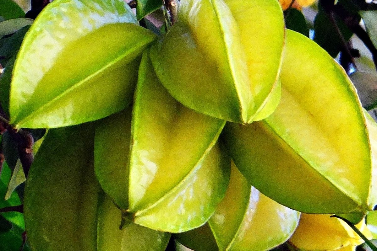 Ilustrasi belimbing, buah belimbing di pohon. 