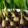 Cara Menanam Bawang Putih di Dalam Rumah agar Bisa Panen