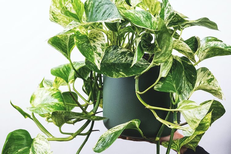 Ilustrasi tanaman pothos jenis Marble queen pothos, Ilustrasi tanaman sirih gading.