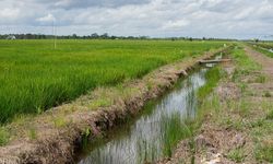 Periset BRIN: Memilih Kalteng untuk Food Estate adalah Pilihan Tepat