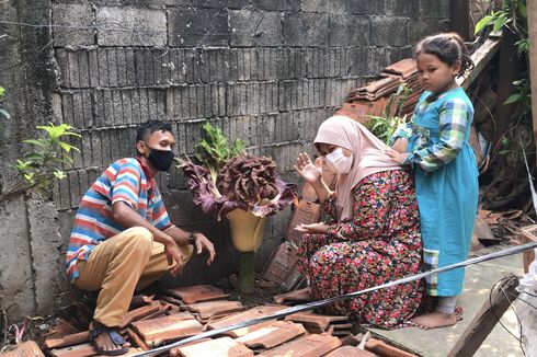 Pemkot Jaksel Cek Tanaman Mirip Bunga Bangkai di Cipete Selatan
