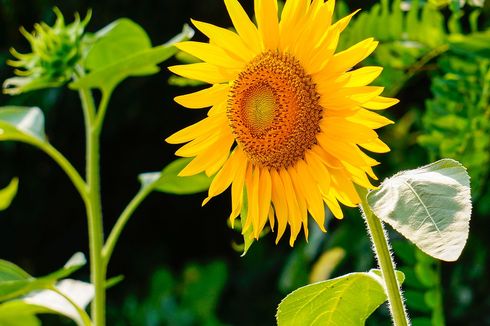 Cara Menanam Bunga Matahari di Rumah 