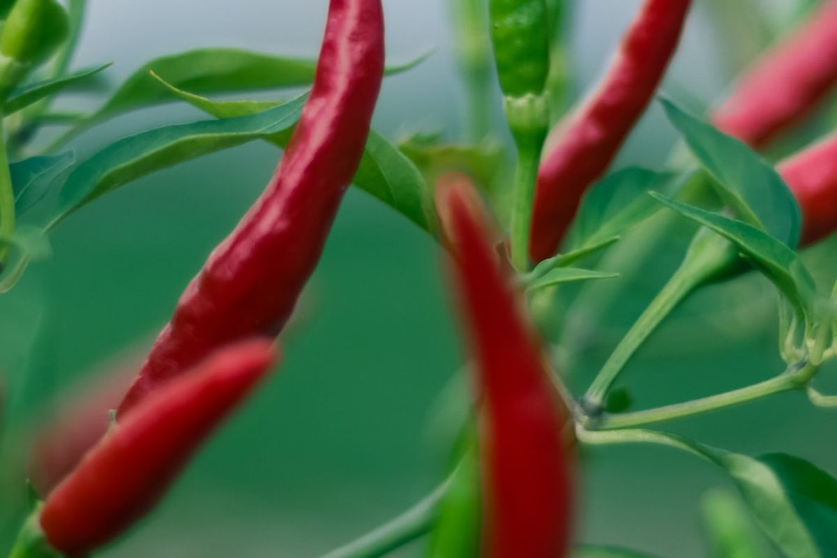 Ilustrasi tanaman cabai.