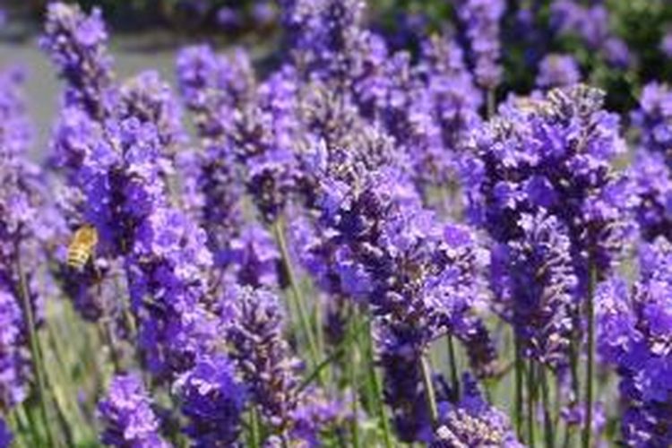 Raih Sukses Bernegosiasi Dengan Aroma Lavender