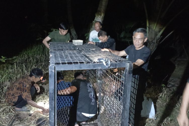 Diduga Beruang Madu Berkeliaran Resahkan Warga, BKSDA Lampung Pasang Kandang Jebak