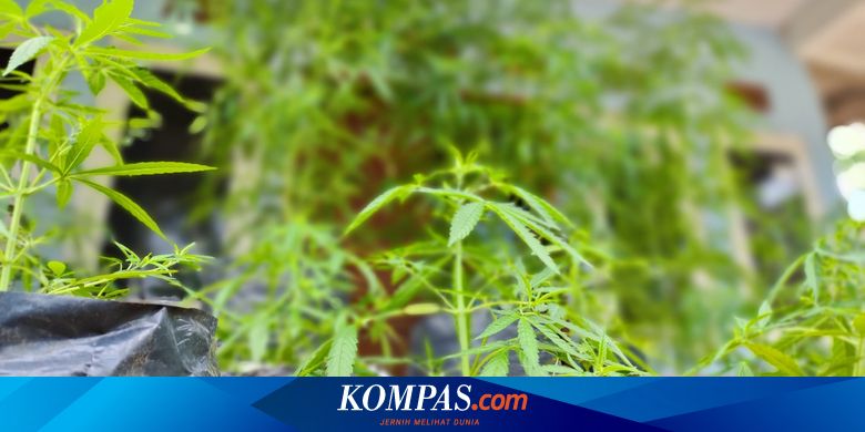 [POPULER NUSANTARA] Pria Penanam Ganja Ternyata Adik Mantan Wali Kota Serang | Nyanyikan Lagu yang Singgung Polisi Saat Demo, Mahasiswa Ditangkap