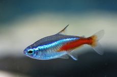 Berbagai Pilihan Makanan untuk Ikan Neon Tetra 