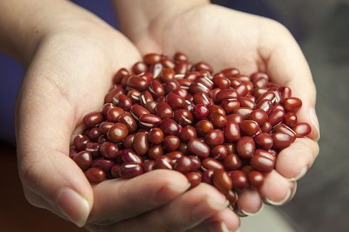Tahapan Budidaya Kacang Merah dan Cara Merawatnya dengan Benar