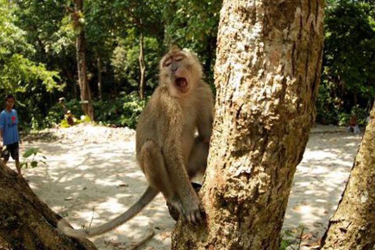 Monyet Ekor Panjang (Macaca fascicularis) terlihat di area Cagar Alam Pangandaran, Jawa Barat, Minggu (5/5/2013). 