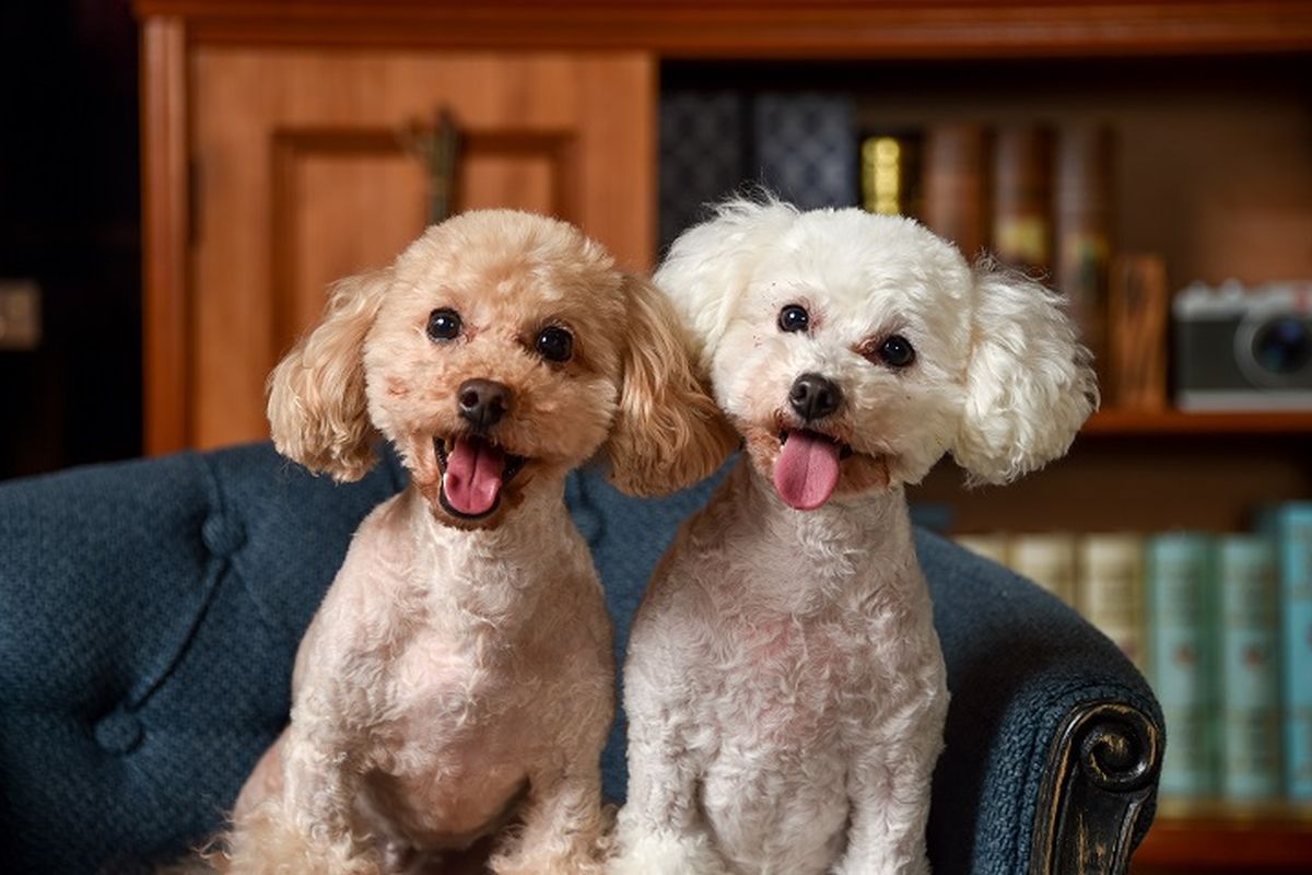 Ilustrasi anjing - Ras anjing pudel jenis Toy Poodle.