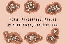 Fosil: Pengertian, Proses Pembentukan, dan Jenisnya