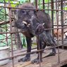 Babi Berkaki Aneh yang Suka Minum Kopi di Banyumas Akhirnya Dievakuasi, Ini Alasan Lengkapnya
