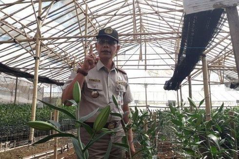 Mengandung Virus Berbahaya, 272.300 Bibit Bunga Lili Dimusnahkan di Bandung