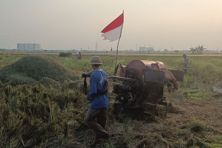 Petani Rorotan Jakut Keluhkan Benih Padi Tak Seragam, Kementan Sebut Sudah Lulus Uji Sertifikasi
