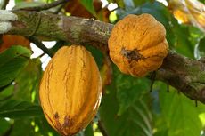Cara Menanam Kakao yang Benar agar Hasilnya Menguntungkan