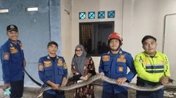 King Kobra 4 Meter Masuk Garasi Rumah Warga Parung Panjang
