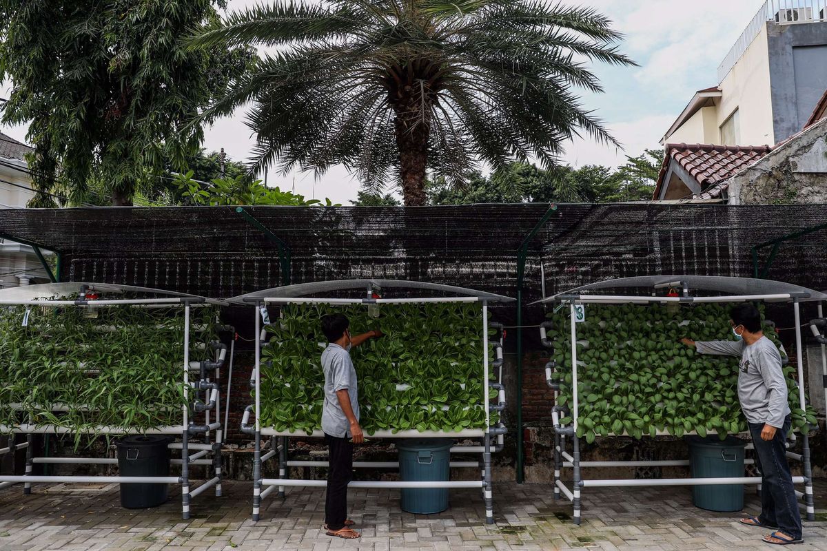 Pekerja merawat tanaman dengan sistem hidroponik di Lombok Farmhouse, Menteng, Jakarta Pusat, Jumat (16/10/2020). Pemerintah Provinsi DKI Jakarta melalui Dinas KPKP gencar melakukan program pertanian perkotaan (urban farming) dengan konsep pembudidayaan tanaman sistem hidroponik di kawasan penghijauan gang-gang Jakarta dan area RPTRA.