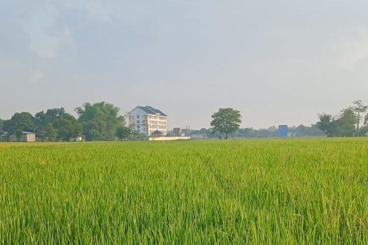 Kota Pasuruan Sulit Penuhi Target Lahan Sawah 87 Persen, Ini Alasannya