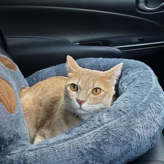 Ilustrasi kucing di dalam mobil, membawa kucing dalam perjalanan menggunakan mobil. 