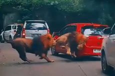 Soal Singa Tabrak Mobil di Taman Safari Prigen, Pengelola Ungkap Alasan 2 Satwa Berkelahi