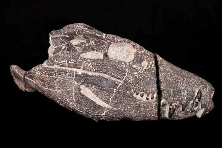 Tengkorak buaya hiperkarnivora besar baru dari Maastrichtian, Patagonia selatan, Argentina yang dinamai Kostensuchus atrox . 