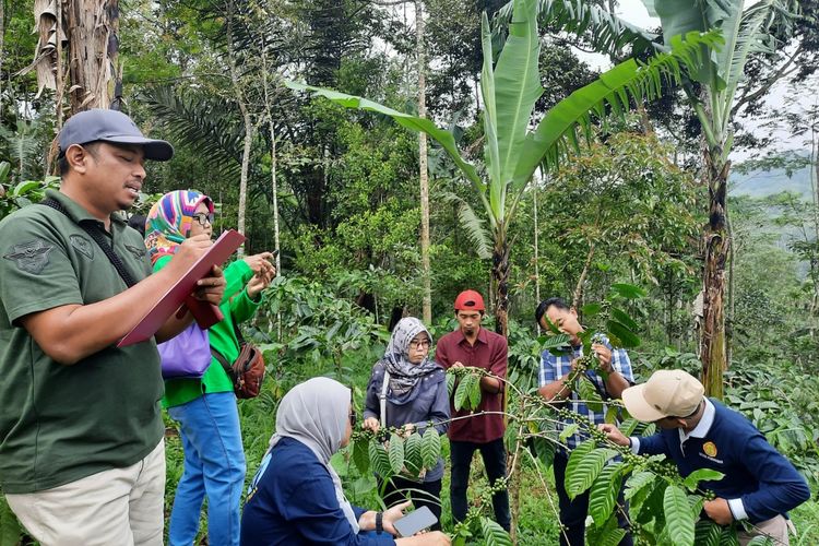 Direktorat Jenderal (Dirjen) Perkebunan Kementerian Pertanian (Kementan) dalam sebuah acara di kebun kopi di Semarang, Jawa Tengah beberapa waktu lalu.
