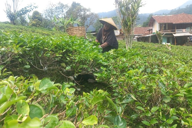 Ilah, salah seorang penggarap lahan tengah memetik daun teh di Perkebunan Teh Margawindu, Citengah, Sumedang Selatan, Sumedang, Jabar, Rabu (26/7/2023). AAM AMINULLAH/KOMPAS.com