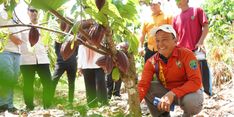 Wujudkan Kakao Berkualitas, Wabup Bulungan Dampingi Petani Praktik Budi Daya Langsung