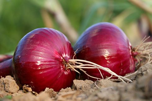 Cara Menanam Bawang Merah di Lahan Gambut dan Pasir Kuarsa