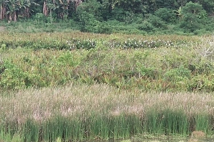 Burung Bangau bertengger di pohon yang mengelilingi Danau Rana Loba, Kelurahan Rana Loba, Kecamatan Borong, Kabupaten Manggarai Timur, NTT, Selasa, (21/3/2023). Ini salah destinasi untuk melihat burung Bangau di Manggarai Timur. (KOMPAS.com/MARKUS MAKUR)