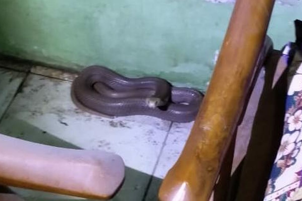 A Javanese spitting cobra which spit venom in the eyes of a 67-year old woman in Indramayu, West Java