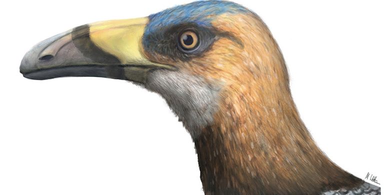 Ilustrasi burung Falcatakely forsterae yang hidup 68 juta tahun lalu di Madagaskar. Paruhnya mirip burung modern.
