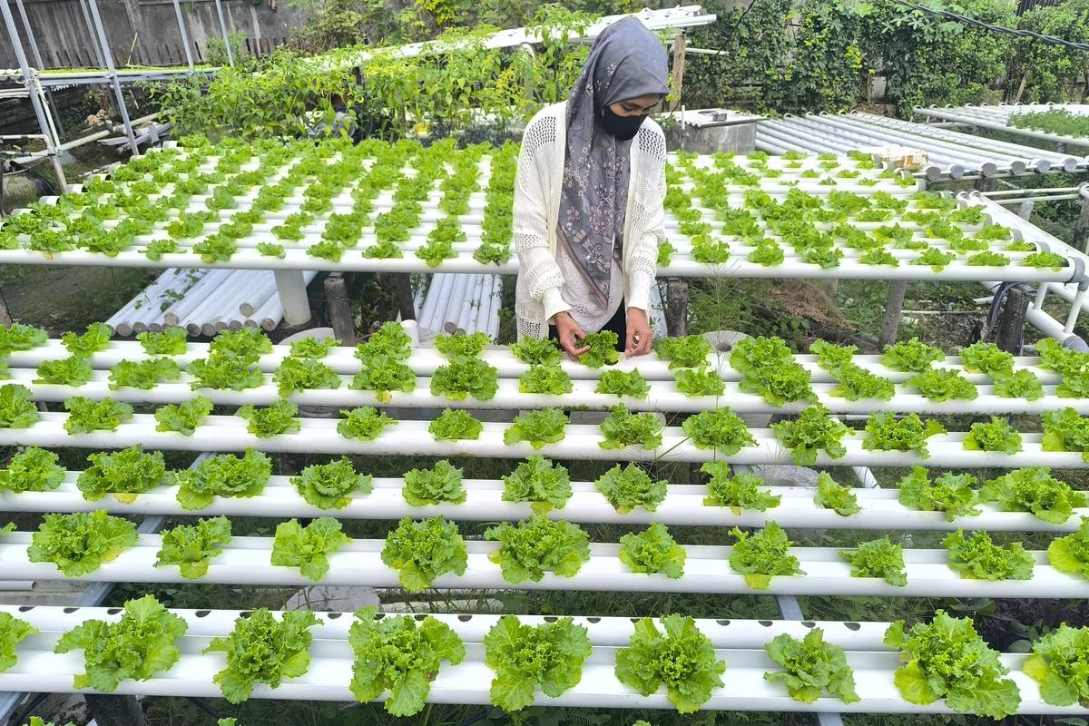 Warga Pamekasan membuat kebun selada yang asri dan segar dari halaman rumahnya. Meraih untung hingga jutaan rupiah per bulan. 