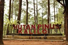 Hutan Pinus Kalilo: Daya Tarik, Harga Tiket, Jam Buka, dan Rute