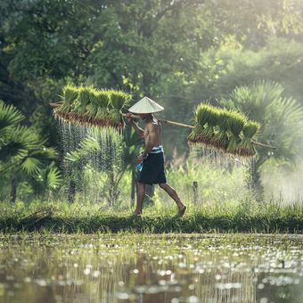 Ilustrasi petani. 