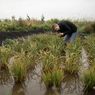 Sebelumnya Mustahil, Padi Bisa Tumbuh di Inggris karena Perubahan Iklim