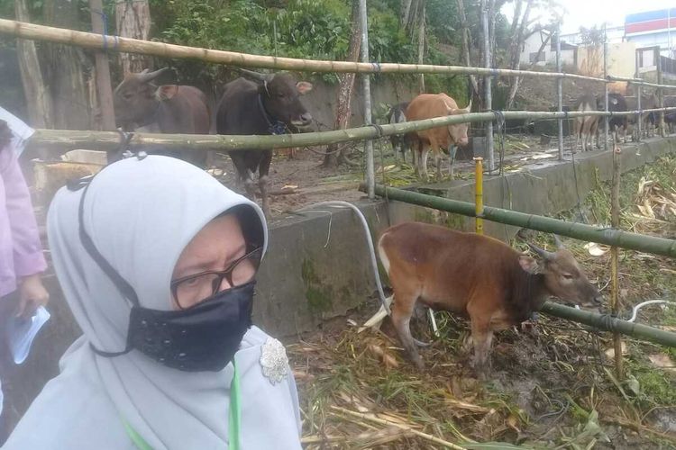 Jokowi Beli Sapi Kurban Jenis Limosin Dari Peternak Di Pulau Buru Beratnya 950 Kg