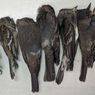 Misterius, Kematian Massal Bunuh Ratusan Ribu Burung di Amerika
