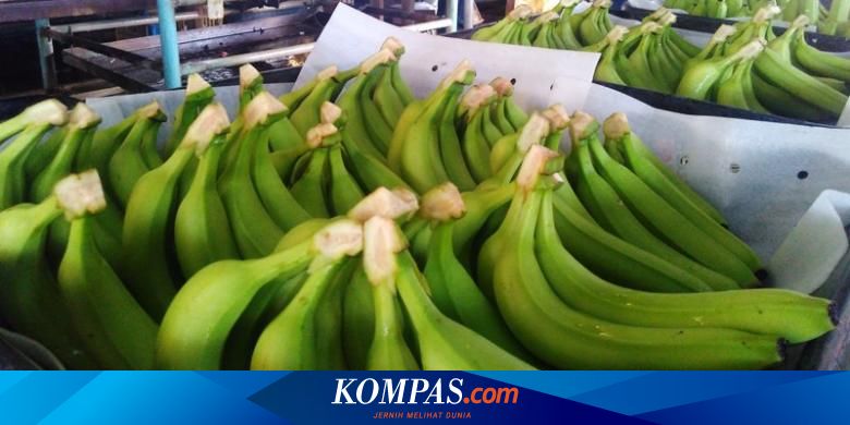 Nggak Asal Petik Begini Cara Panen Pisang Sesuai Prosedur Ayo Bertani