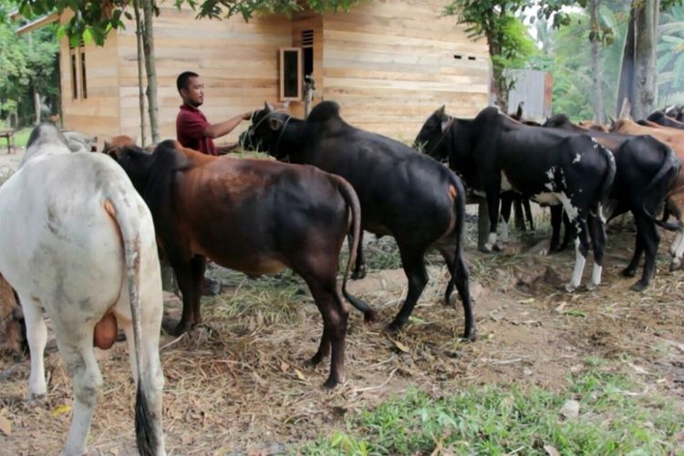 Mustafa, pedagang sapi untuk qurban di Desa Uteun Bayi, Kecamatan Banda Sakti, Lhokseumawe, Kamis (24/8/2017)