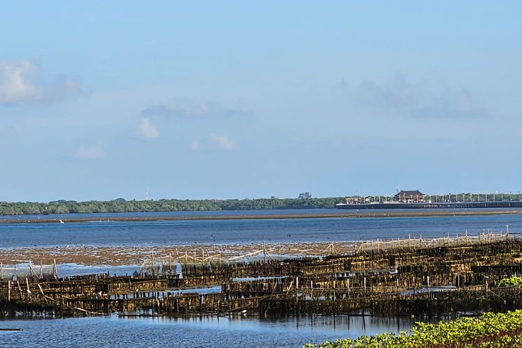 Kondisi tanaman mangrove di Tahura Ngurah Rai dilihat dari area jalan Tol Bali Mandara pada Selasa.