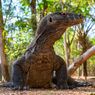 Hukum Makan Daging Biawak dalam Islam, Halal atau Haram? Ini Penjelasan Ulama