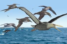 Fosil Rahang di Antartika Ungkap Burung Terbesar Pernah Hidup di Bumi