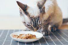 Cara Menyajikan Makanan Basah pada Kucing Peliharaan