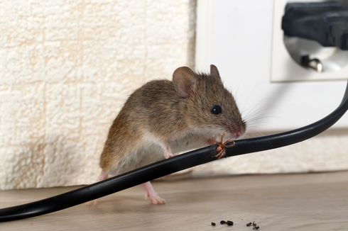 9 Bahan Rumahan untuk Mengusir Tikus, Dijamin Ampuh