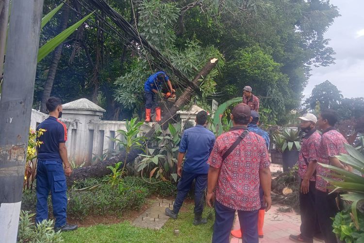 Pemadam kebakaran mengevakuasi sebuah pohon tumbang di Jalan Margonda Raya tepatnya di pintu gerbang Kantor Wali Kota Depok, Jawa Barat pada Jumat (19/11/2021) sekitar pukul 14.30 WIB.