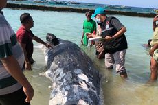 Nelayan Lihat Gundukan Besar Saat Memancing, Ternyata Bangkai Paus Penuh Luka