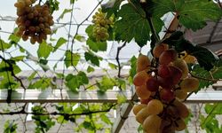Kisah Warga Setu Olah Sampah Organik untuk 'Urban Farming' Tanaman Anggur