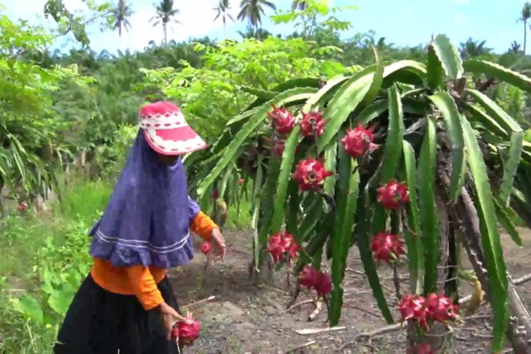 Rugini, petani buah naga, di ladangnya, Desa Polewali, Kecamatan Bambalamotu, Kabupaten Pasangkayu, Sulawesi Barat.