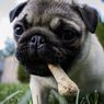 Bisakah Anjing Makan Tulang?